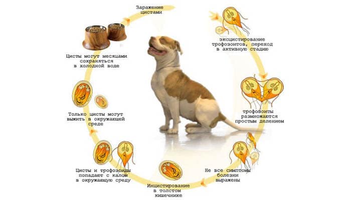 Лямблиоз собак и кошек | Ветеринарная клиника ЛиМ